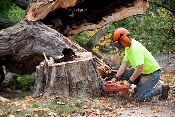 Best Tree Health Inspection  in Burnham, PA